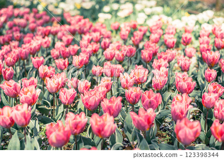 Tulip field 123398344