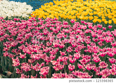 Tulip field 123398365