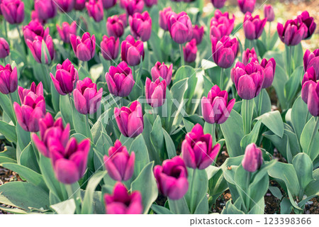 Tulip field Tulip field 123398366