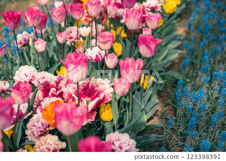 Tulip field Tulip field 123398391