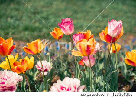 Tulip field Tulip field 123398392