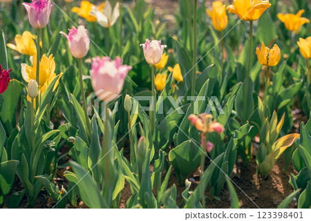Tulip field Tulip field 123398401