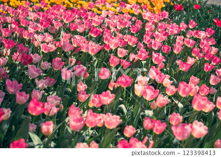 Tulip field Tulip field 123398413