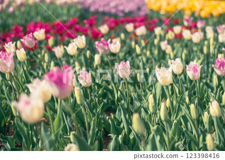 Tulip field Tulip field 123398416
