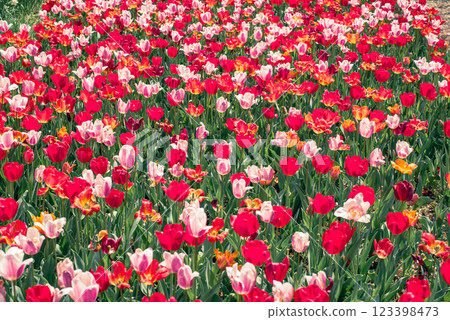 Tulip field 123398473