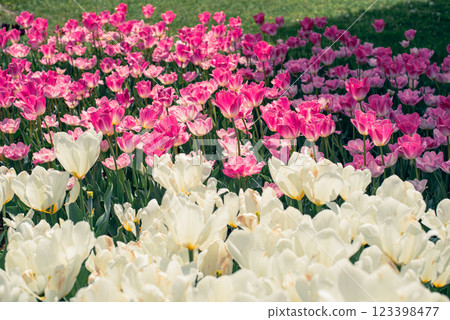 Tulip field 123398477
