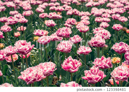 Tulip field 123398481