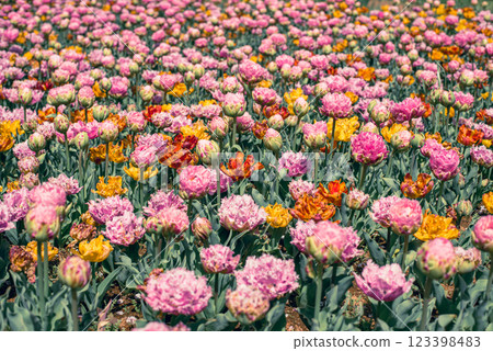 Tulip field Tulip field 123398483