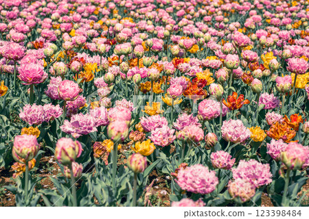 Tulip field Tulip field 123398484