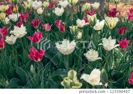 Tulip field Tulip field 123398487