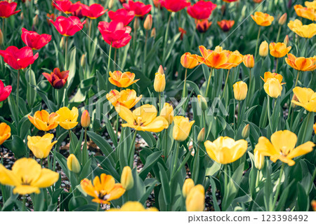 鬱金香領域 123398492