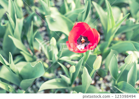 Tulip field Tulip field 123398494