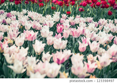 Tulip field Tulip field 123398497