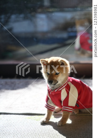 一隻年輕的柴犬穿著衣服 123398981
