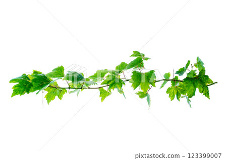 vine frame leaf vine circle Isolate on transparent background PNG file 123399007