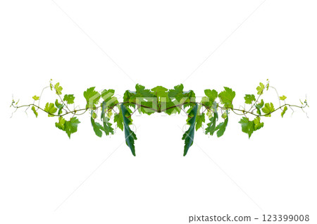 vine frame leaf vine circle Isolate on transparent background PNG file 123399008