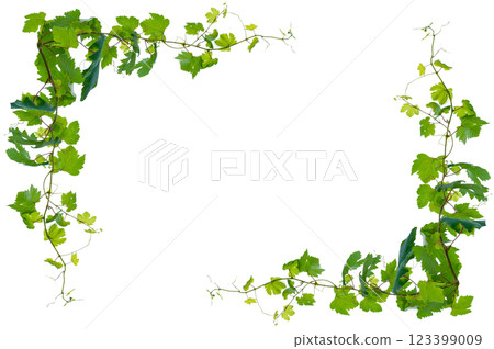 vine frame leaf vine circle Isolate on transparent background PNG file 123399009