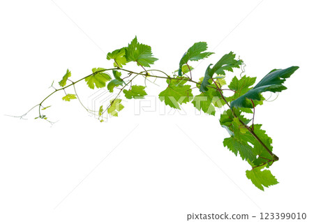 vine frame leaf vine circle Isolate on transparent background PNG file vine frame leaf vine circle Isolate on transparent background PNG file 123399010
