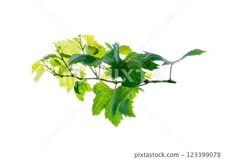 vine frame leaf vine circle Isolate on transparent background PNG file vine frame leaf vine circle Isolate on transparent background PNG file 123399078