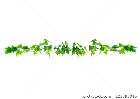 vine frame leaf vine circle Isolate on transparent background PNG file 123399080