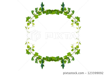 vine frame leaf vine isolates on a white background 123399092