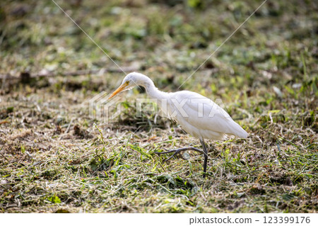 Quiet time: Eating in the forest with white heron 123399176