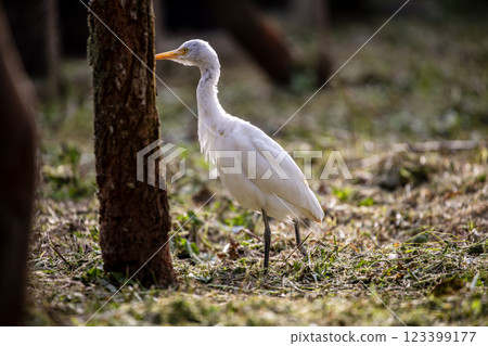 靜謐時光：白鷺在樹林中覓食 123399177