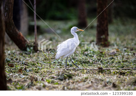 Quiet time: Eating in the forest with white heron 123399180