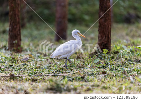 Quiet time: Eating in the forest with white heron Quiet time: Eating in the forest with white heron 123399186
