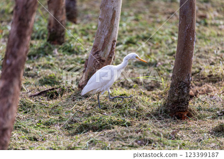 靜謐時光：白鷺在樹林中覓食 123399187