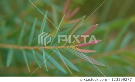 Melaleuca bracteata macro leaves small world 123399277