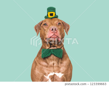 Lovable, pretty puppy and bright green hat 123399663