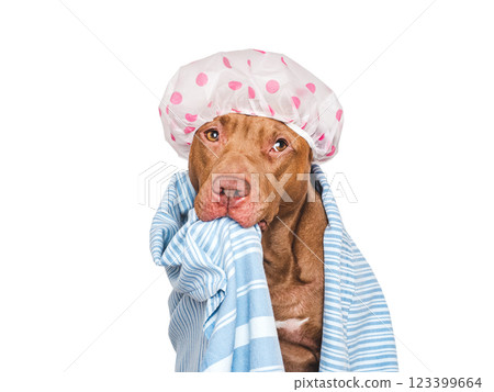 Cute dog, shower cap and blue towel 123399664