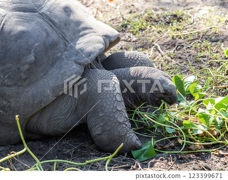 Aldabra giant tortoise. Wonderful islands of Seychelles Aldabra giant tortoise. Wonderful islands of Seychelles 123399671