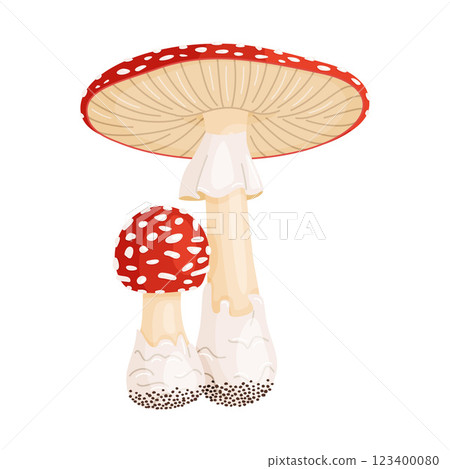 Fly agaric big and small mushrooms. Hand drawn flat style Poisonous toadstools Amanita Muscaria Fly agaric big and small mushrooms. Hand drawn flat style Poisonous toadstools Amanita Muscaria 123400080