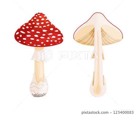 Fly agaric whole and cut in half mushrooms. Hand drawn flat style Amanita Muscaria Fly agaric whole and cut in half mushrooms. Hand drawn flat style Amanita Muscaria 123400083