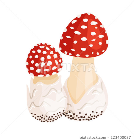 Fly agaric, two small mushrooms. Hand drawn flat style Poisonous toadstools Amanita Muscaria 123400087