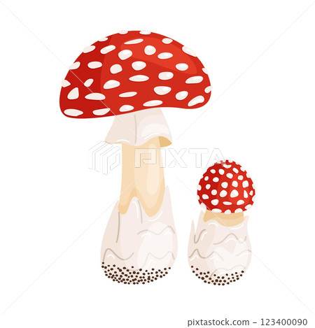 Fly agaric big and small mushrooms. Hand drawn flat style Poisonous toadstools Amanita Muscaria Fly agaric big and small mushrooms. Hand drawn flat style Poisonous toadstools Amanita Muscaria 123400090