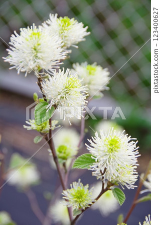 White Witch Hazel Blue Shadow 123400627