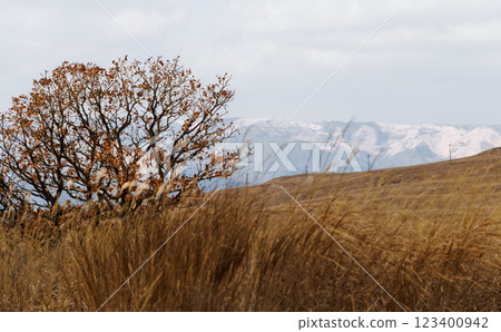 Yonezuka Shimoen Park in winter, covered in dead grass 123400942