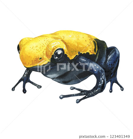 frog, yellow and black poison frog watercolor illustration isolated on white background tropical wildlife amphibian art 123401349