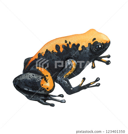Exotic colorful poison dart frogs, tree frogs watercolor illustration isolated. Tropical wildlife amphibians for design 123401350