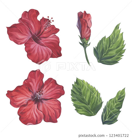 Red Hibiscus Flowers and Leaves Watercolor Set 123401722