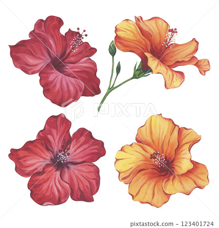 Red and Orange Hibiscus Flowers Watercolor Set 123401724