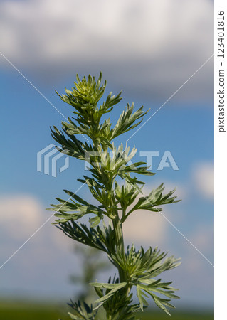 Bitter wormwood Artemisia absinthium bush grows in the wild 123401816