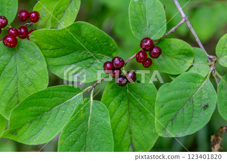 Festive Holiday Honeysuckle Branch with Red Berries Lonicera xylosteum 123401820