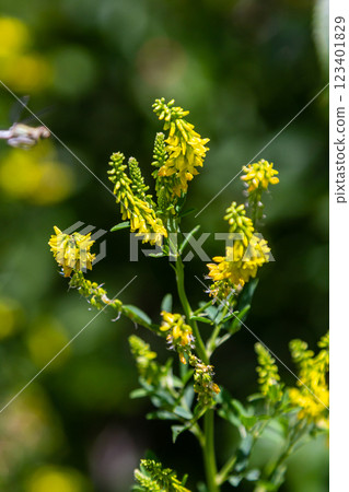 In the wild bloom Melilotus officinalis - honey, essential oil and medicinal plant In the wild bloom Melilotus officinalis - honey, essential oil and medicinal plant 123401829