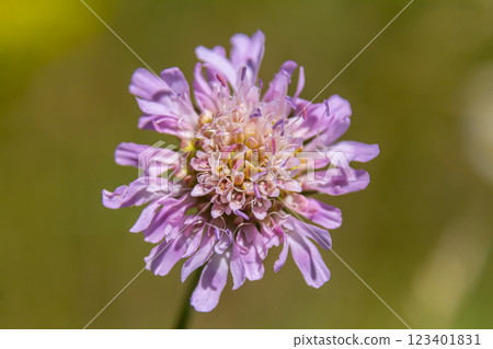 Field scabious Knautia arvensis flowering in meadow. Blue purple wild flower on natural background. Macro. Selective focus Field scabious Knautia arvensis flowering in meadow. Blue purple wild flower on natural background. Macro. Selective focus 123401831