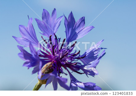 Centaurea cyanus is the common cornflower in our fields Centaurea cyanus is the common cornflower in our fields 123401833
