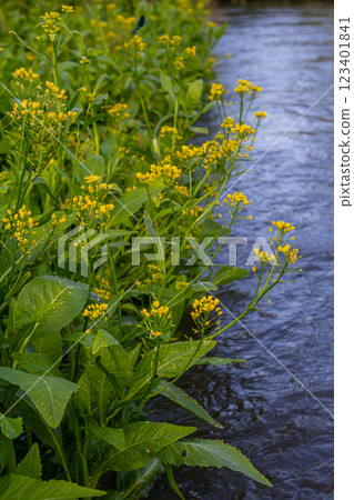 Water horseradish Rorippa grows in the wild 123401841